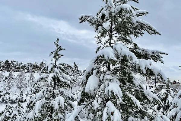 高清摄影 一群覆盖着白雪的松树