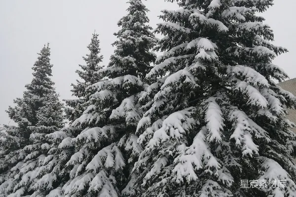 高清摄影 一片雪景中的树木