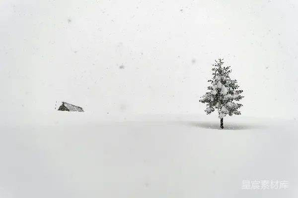 高清摄影 雪原中一棵孤独的树