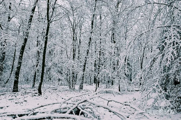 高清摄影 满是覆盖着白雪的树木的森林