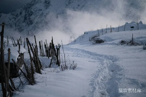 高清摄影 褐色的无叶树伫立在覆盖着白雪的地面上