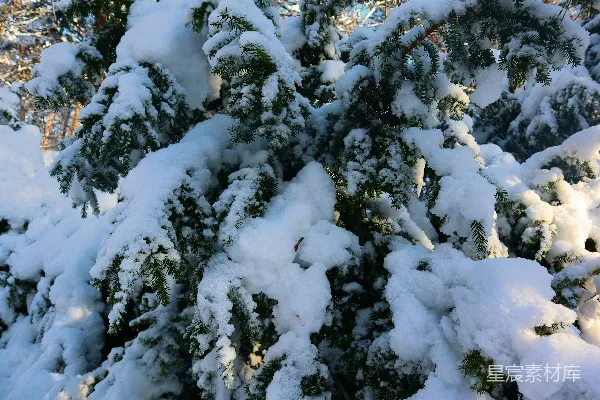 高清摄影 冬天覆盖着白雪的松树
