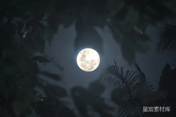 高清摄影 树梢间透过的一轮满月