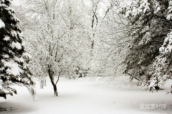 高清摄影 白天树木覆盖着白雪