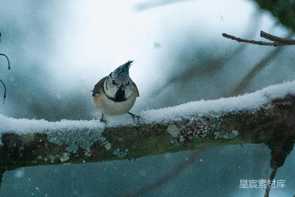 高清摄影 树干上覆盖着白雪的树枝上的白鸟和黑鸟