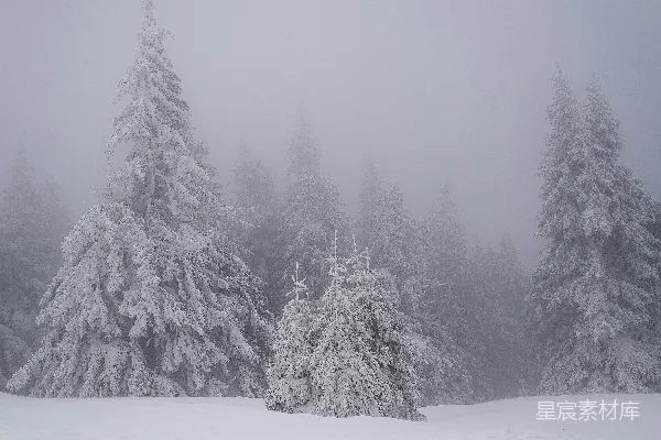 高清摄影 覆盖着白雪的森林，树木也被雪覆盖。