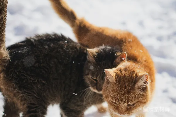 高清摄影 棕虎斑猫在雪覆盖的地面上白天行走。