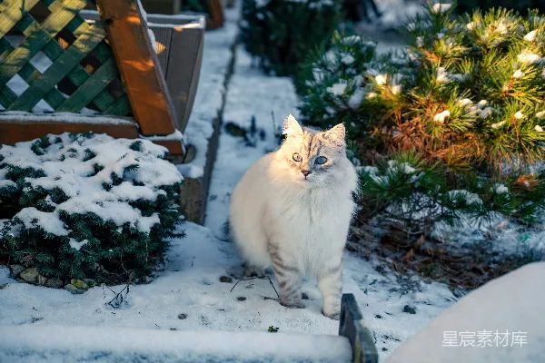 高清摄影 白猫站在雪地里，旁边是一条长椅。