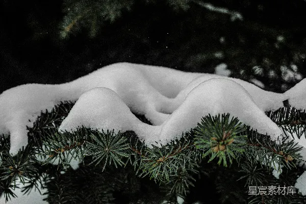 高清摄影 白雪覆盖的绿 Pine 树枝