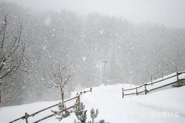 高清摄影 裸树覆盖着白雪