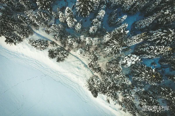 高清摄影 白天树木覆雪