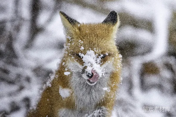 高清摄影 雪地中的狐狸特写