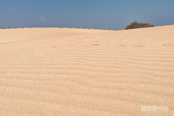 沙漠中一棵孤独的树