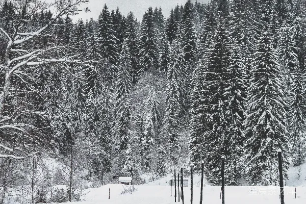高清摄影 白天的雪地与树木间