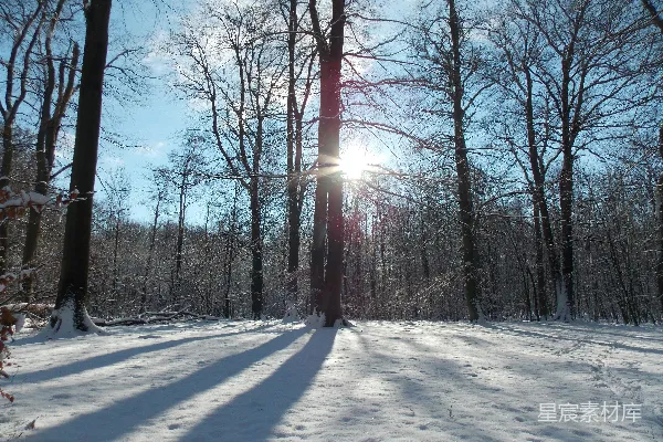 高清摄影 雪地里阳光透过树梢照耀着。