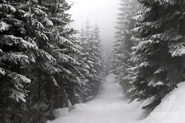 高清摄影 白天积雪的松树