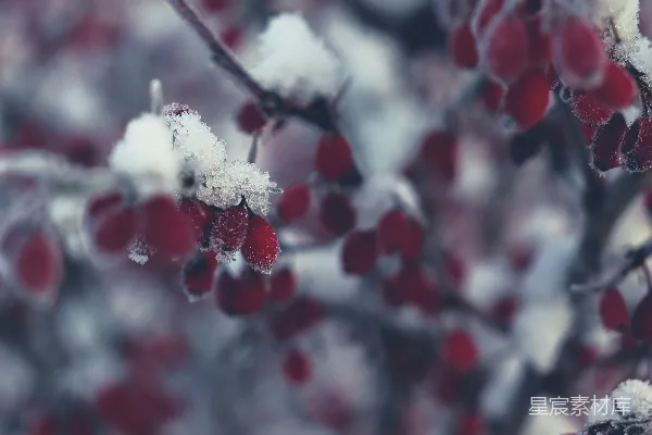 高清摄影 一 bunch 蔓延 的 草莓 淹没 在 雪中