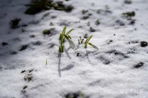 高清摄影 雪地上的绿植