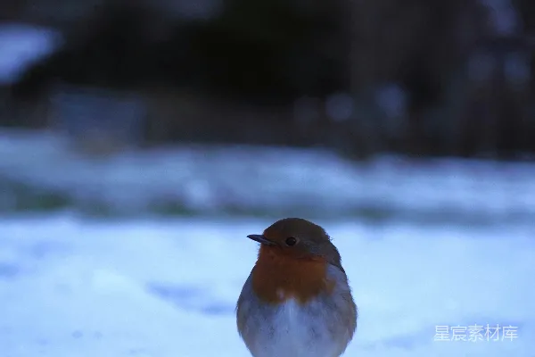 高清摄影 一只小鸟站在雪中。