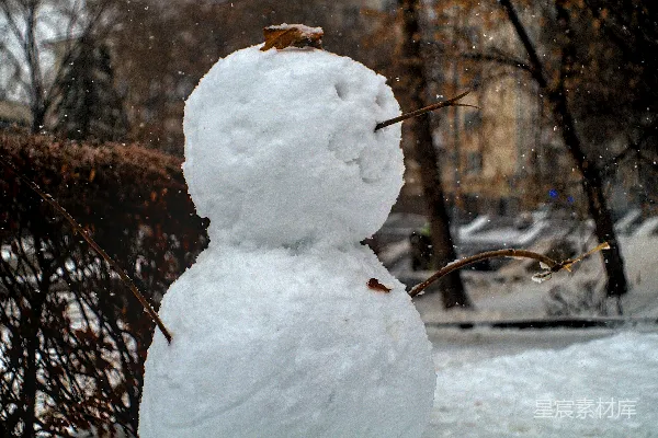 高清摄影 白天覆盖着雪的树干