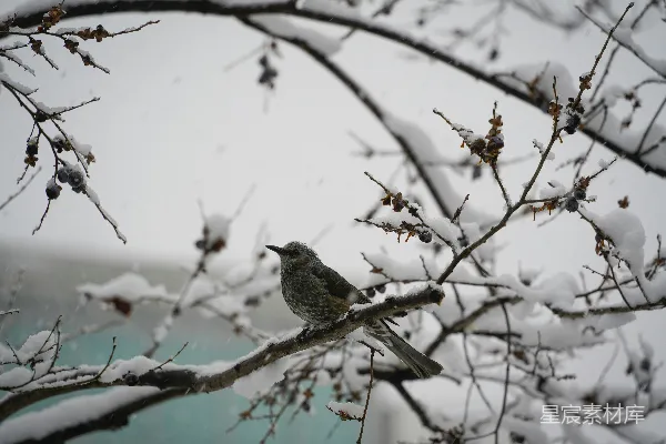 高清摄影 雪地里一只鸟坐在树枝上