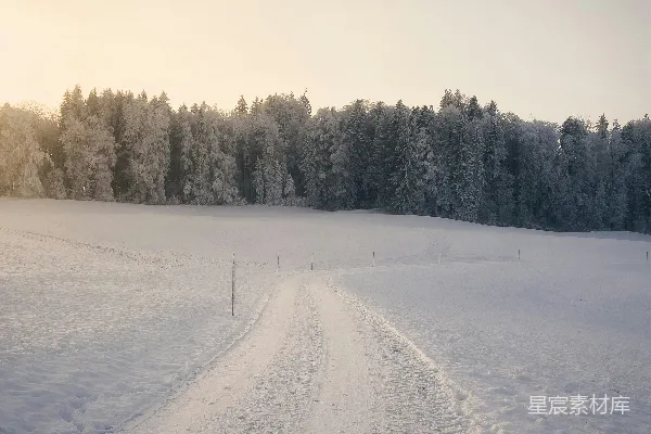 高清摄影 背景中有树木的雪覆盖田野