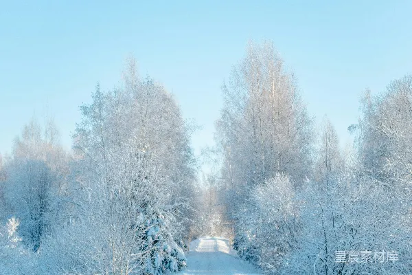 高清摄影 覆盖着白雪的道路被树木和灌木丛环绕著
