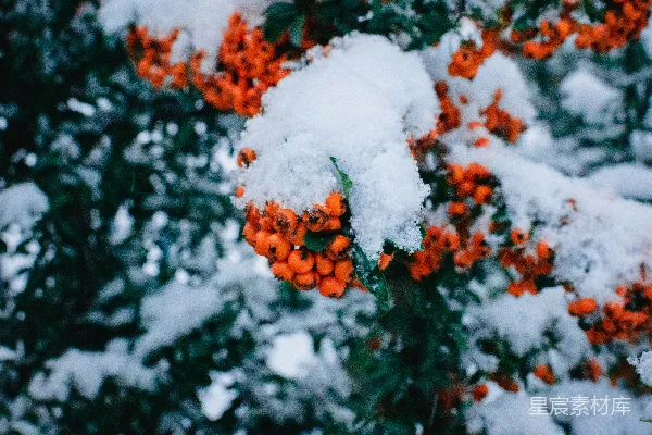 高清摄影 一 bunch 的浆果覆盖在雪上