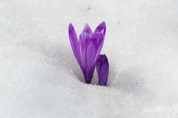 高清摄影 一朵单瓣的紫花坐在雪中
