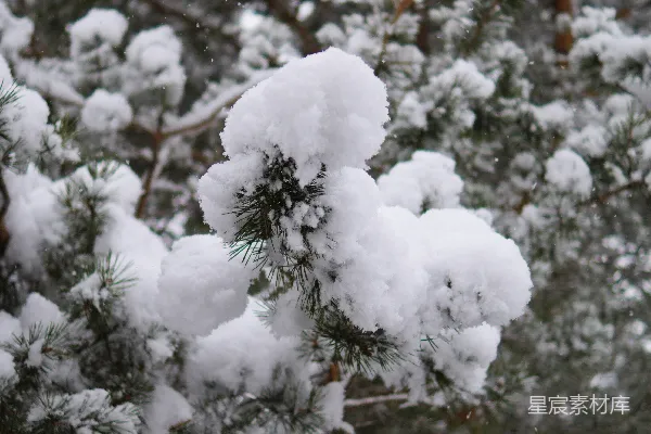 高清摄影 森林里一棵覆盖着白雪的松树