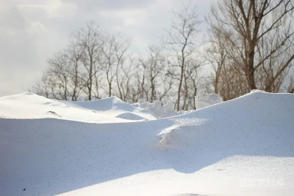 高清摄影 白天雪地覆盖的光秃秃的树木下的阴云天空