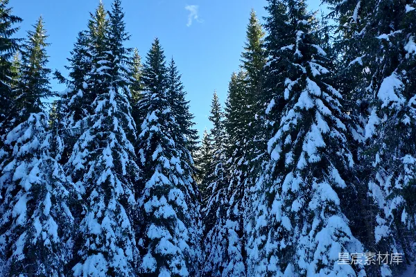 高清摄影 覆盖着白雪的森林里充满了树木