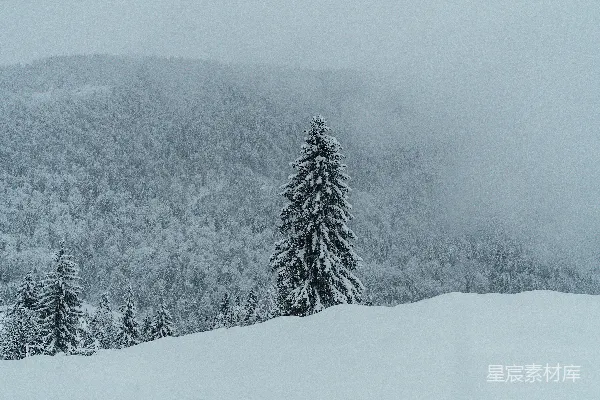 高清摄影 灰天雪地里 pine 树下的白沙