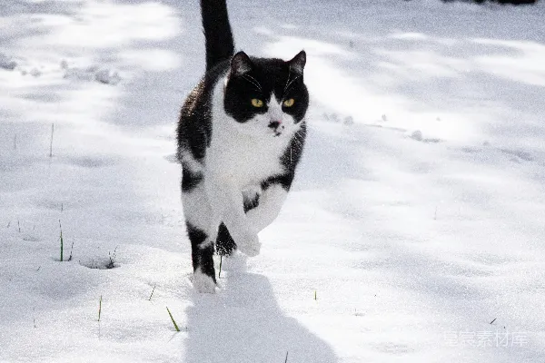 高清摄影 一只黑白相间的猫在雪地里行走