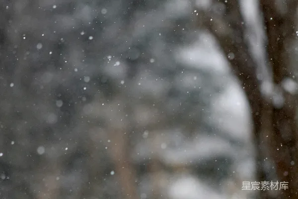 高清摄影 雪地里一棵模糊的照片