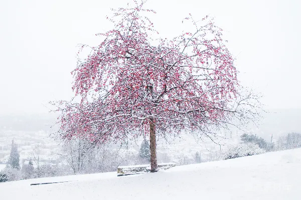 高清摄影 白天覆盖雪地上的粉红叶片树