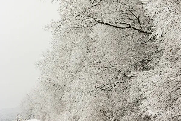 高清摄影 裸树覆盖着白雪