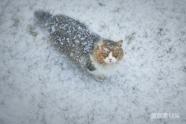 高清摄影 一只猫站在雪中仰望天空