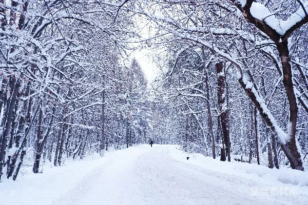 高清摄影 白天覆盖着白雪的道路和光秃秃的树木