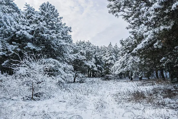 高清摄影 覆盖着白雪的树木