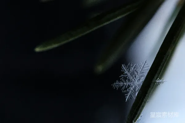 高清摄影 弗林奇市一片松针上的雪花晶体特写镜头
