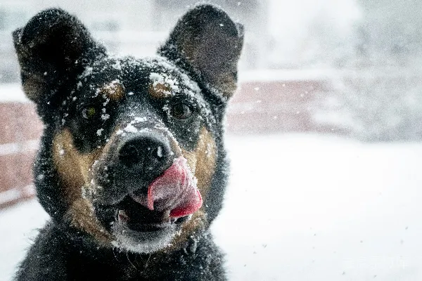 高清摄影 白天黑狗和棕色狗在白色的雪地里
