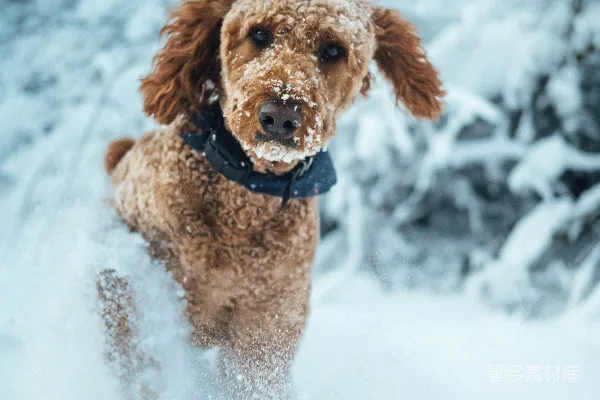高清摄影 一只小棕色的狗站在雪中