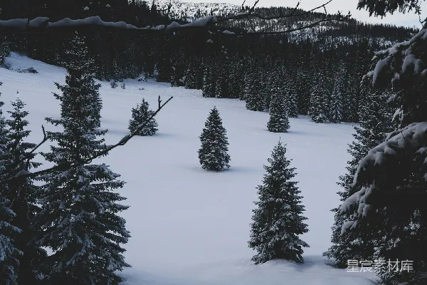 高清摄影 前景中有树木的雪景