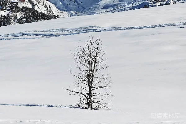 高清摄影 雪原中一棵孤独的树