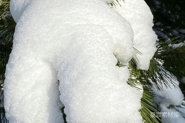 高清摄影 一棵覆满白雪的松树特写