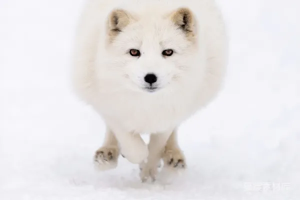 高清摄影 一只小白狗在雪地里奔跑。