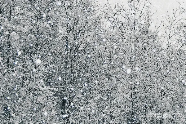 高清摄影 森林中雪花落在光秃秃的树上。