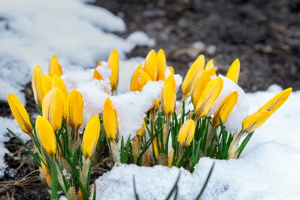 高清摄影 一束在雪中的黄花