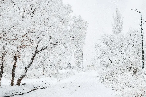 高清摄影 白天树木和道路被雪覆盖